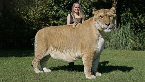 世界最大狮虎兽亮相 体重超800斤全球仅两只