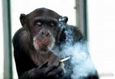 南非会抽烟大猩猩去世 比普通猩猩多活12年(图)