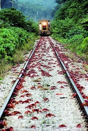 澳大利亚百万红蟹大迁徙 封堵公路铁路(图)