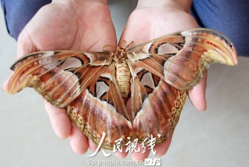 翅膀伸平达23厘米 江西吉水惊现巨型“蛾蝶”