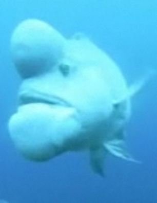 日海域发现史上最丑的鱼 头长大包像史莱克
