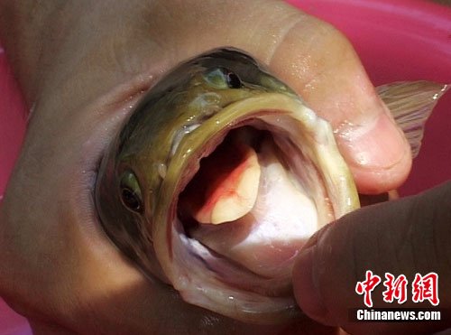 广东韶关发现有舌头会变色怪鱼