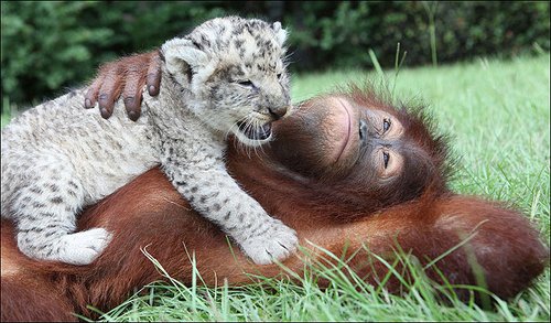 美动物园红毛猩猩收养小白狮当上妈妈(图)