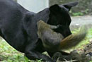 美动物园红毛猩猩收养小白狮当上妈妈(图)