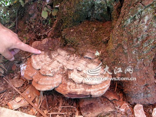 李子树“孵出”野生灵芝 重约1.5公斤(图)