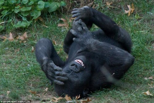大猩猩躺地捧腹大笑 面部表情极为夸张