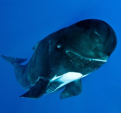 地中海6米长巨头鲸见到镜头会微笑吐泡泡(图)