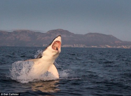 南非大白鲨跃出水面捕食海狗瞬间