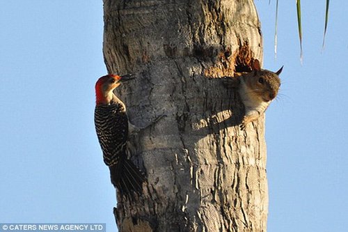 摄影师拍到啄木鸟与松鼠争夺巢穴全过程(组图)