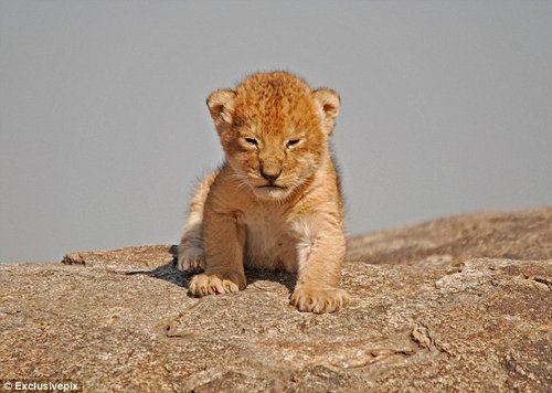 摄影师在非洲坦桑尼亚拍摄到真实版狮子王