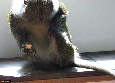 动物园母猴“爱上”蟾蜍 捧在手里一整天(图)